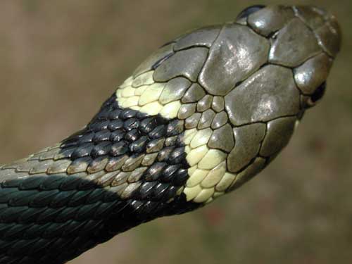 photos/wildlife/Reptile_Species/Grass_Snake/snake 4.jpg